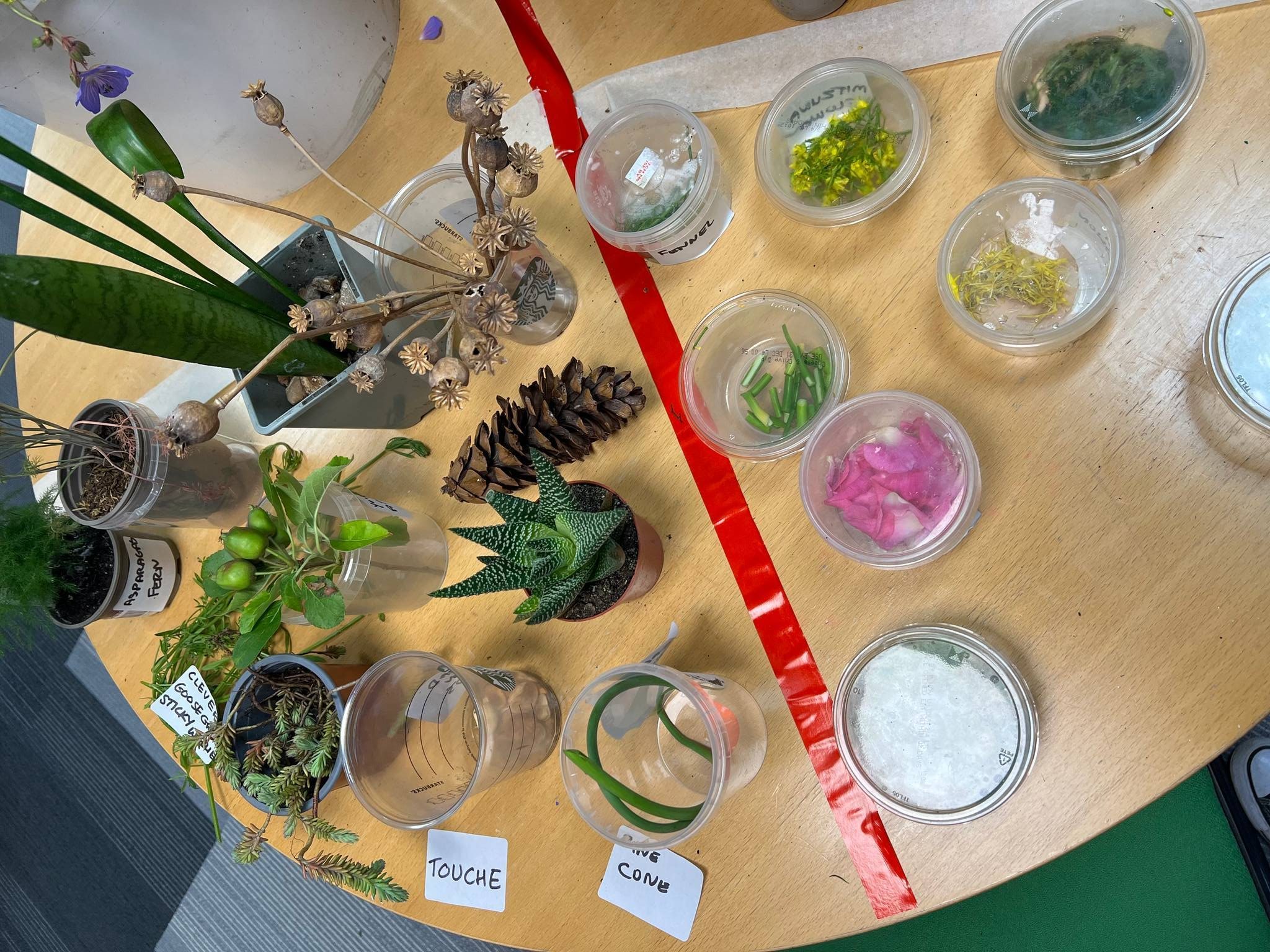 5 senses table with plants.